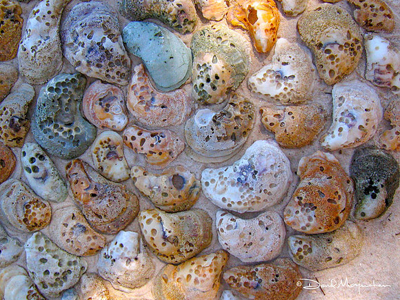 Oyster Pavers