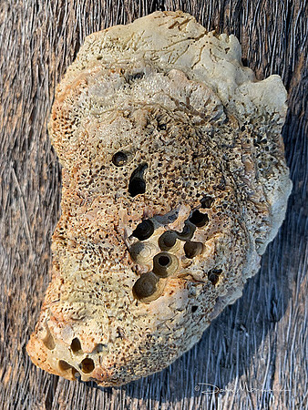 Oyster Shell 2