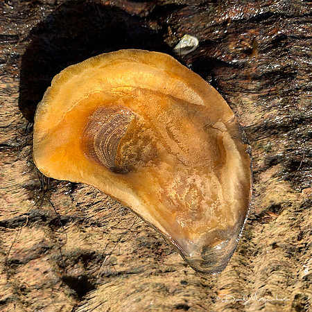 Oyster Shell 3