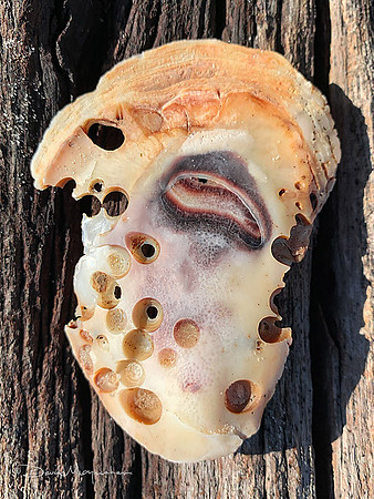 Oyster Shell 4
