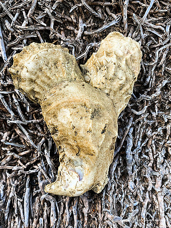 Oyster Shell 5