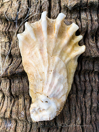 Oyster Shell 6