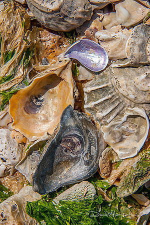 Oyster Shell Comp 1