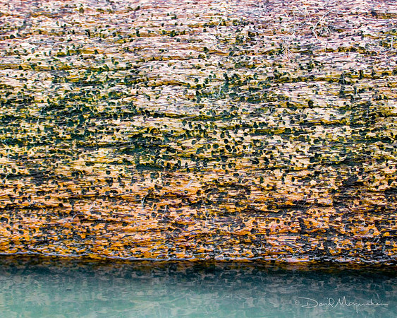 Palm Bark