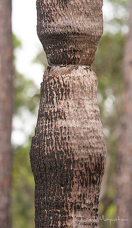 Palm Totem