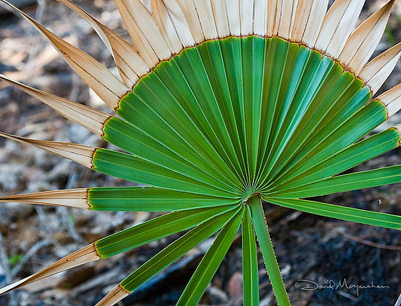 Palmetto Fan