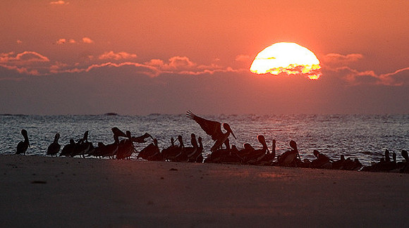 Pelican Sunset