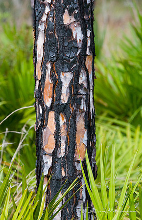 Pine Mosaic