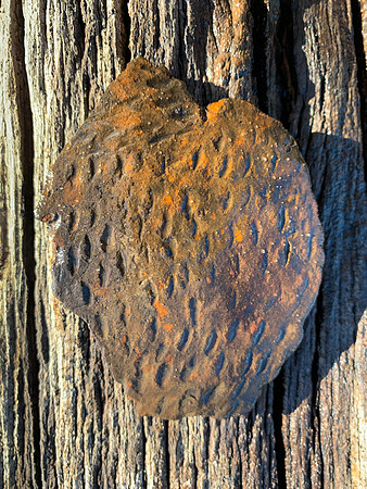 Pottery Chards 8