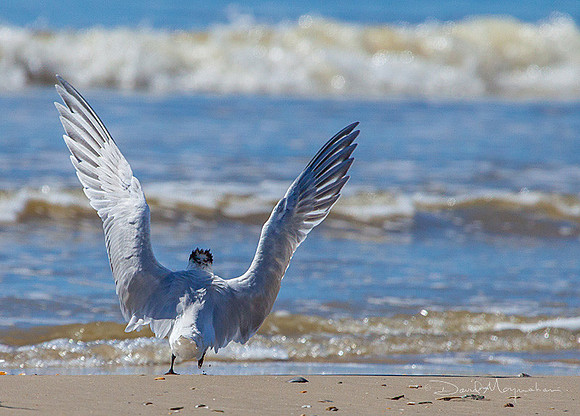 Praising the Sea