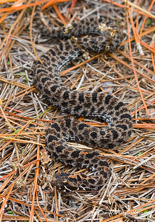 Pygmy Rattler