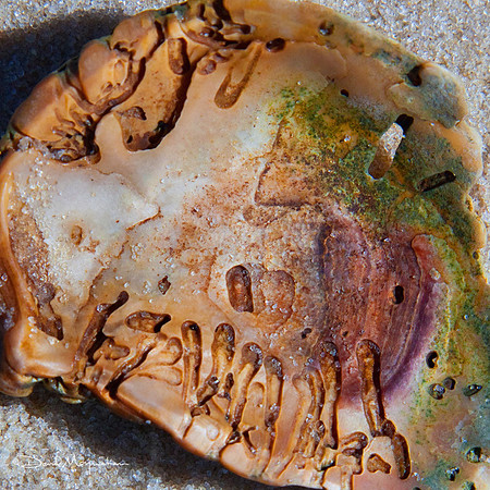 Runes of Oyster