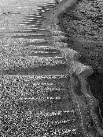 Sand Scallops