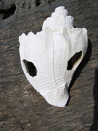 Shell Tool