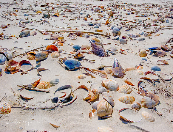 Shells Abound