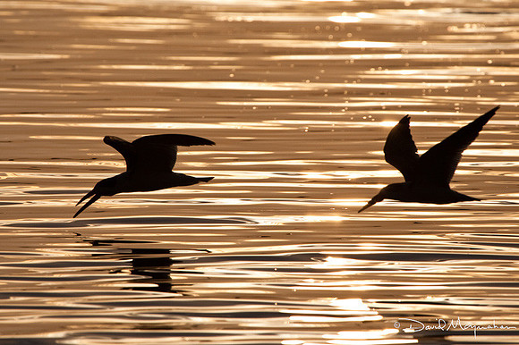 Skimmers in Light