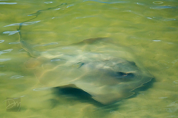 Stingray Art