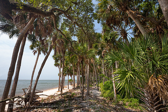 Tahiti Beach Palm Grove