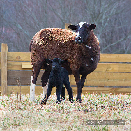 Newborn