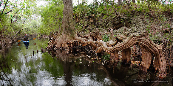 Sopchoppy_Knees_Pano