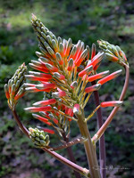 Floral Dance of Aloe