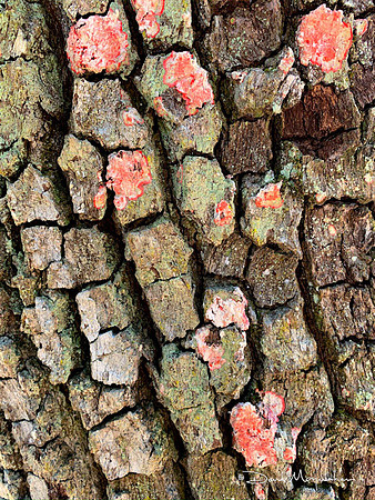 Oak Glyphs