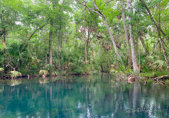 Gander Spring
