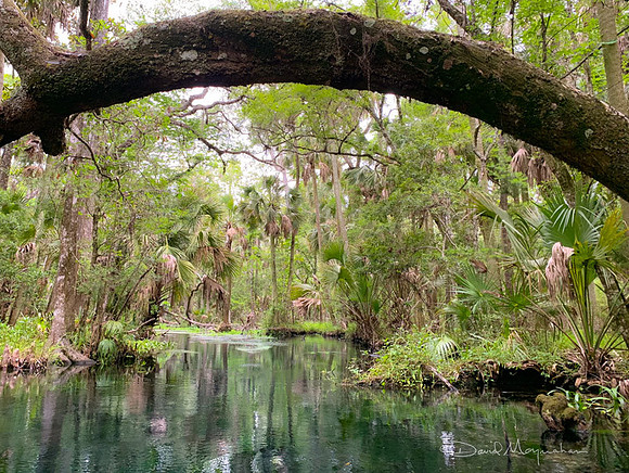 Swamp Gate