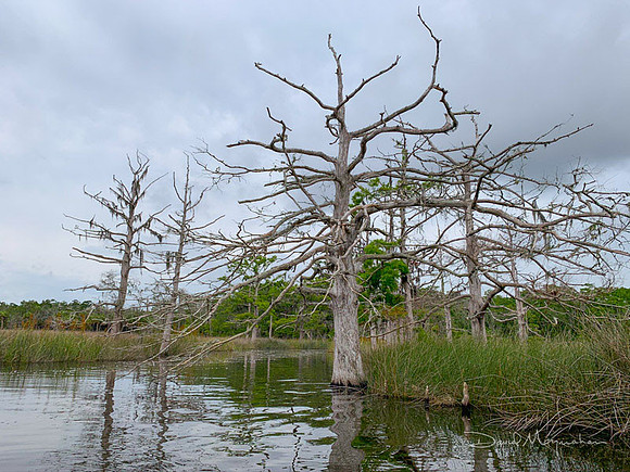 Victims of Sea Level Rise