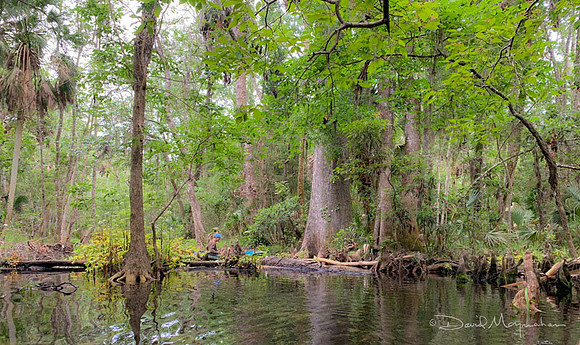 Dense Swamp