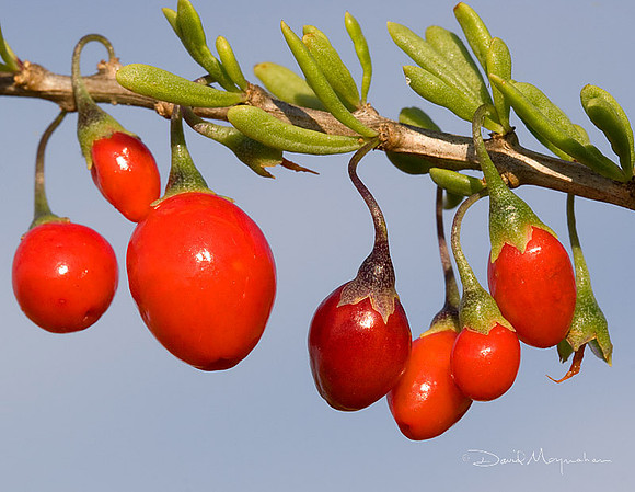 Christmas Berries