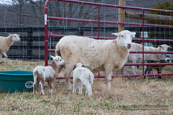Farm-5611