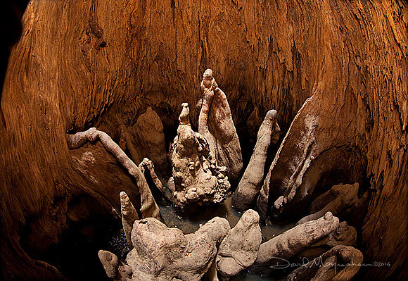 Innards
