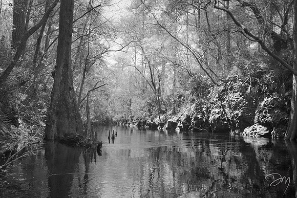 Sopchoppy_River_B&W_3296-lg