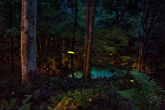 Firefly Magic Round the Sinkhole