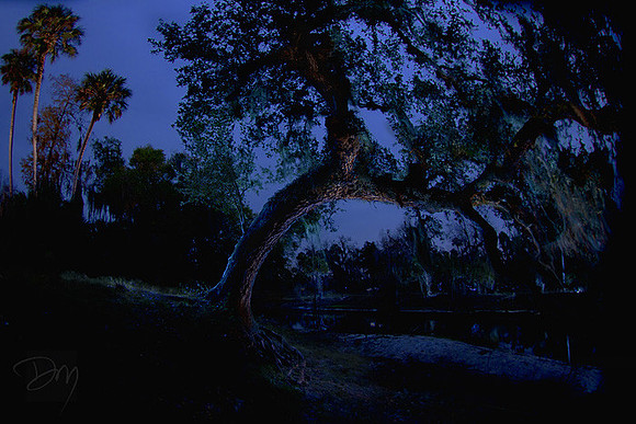 Night Oak