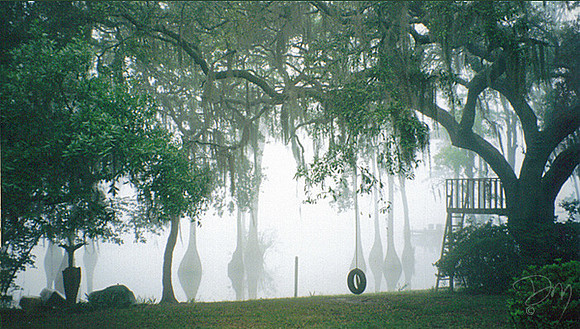 Lake Bradford Fog