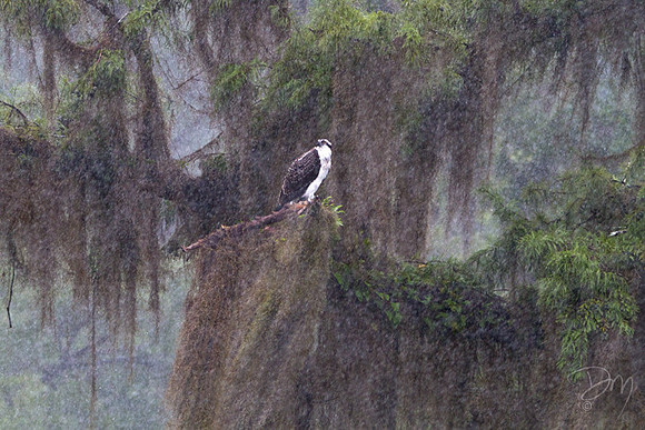 Osprey in Rain