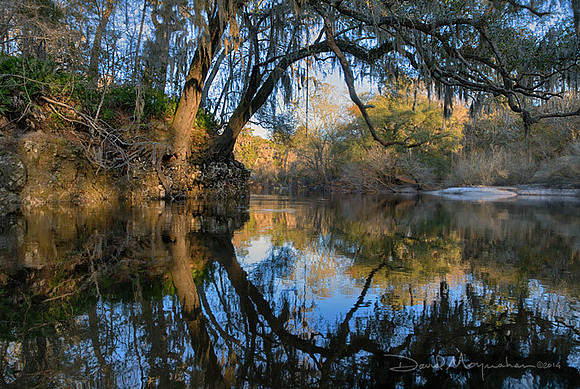 Suwannee_Canopy_Oak