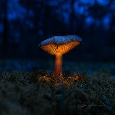 Magic Mushroom