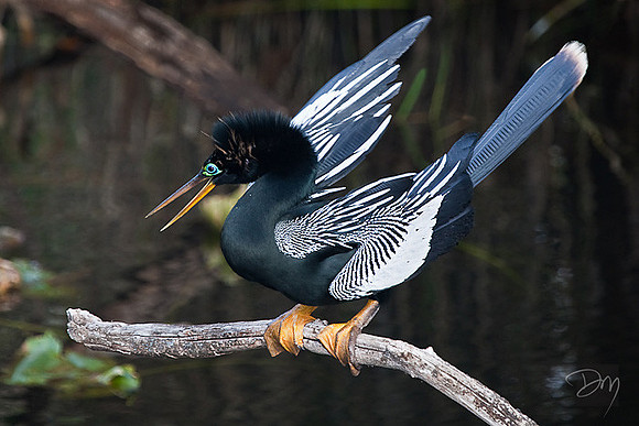Anhinga Mating Ritual