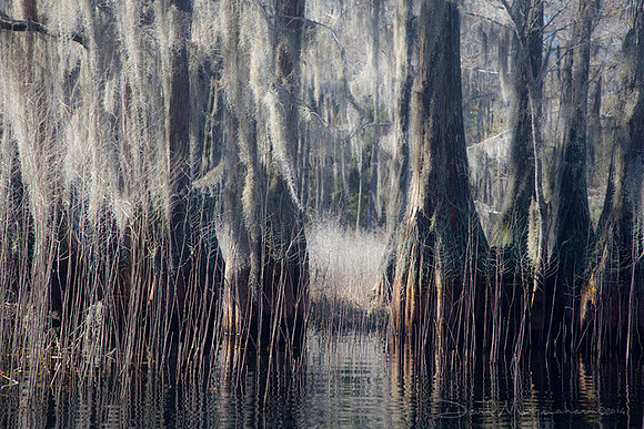 Textures of the Swamp