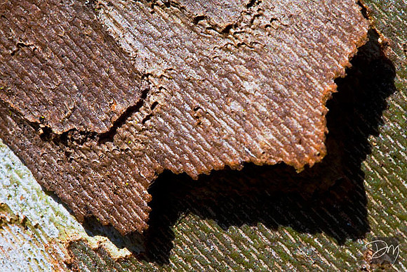 Sycamore Art