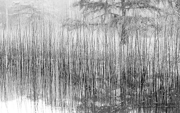 Sticky Swamp