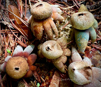 Smiths Earthstars