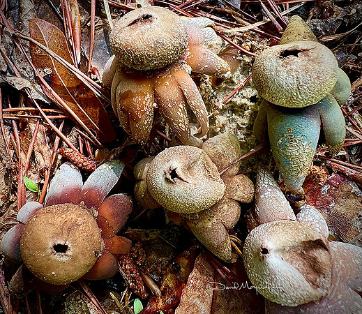Smiths Earthstars