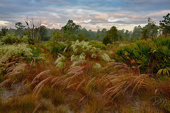 Grasses of Chassahowitzka