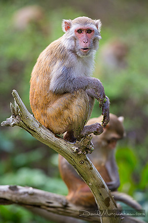 Monkey_See
