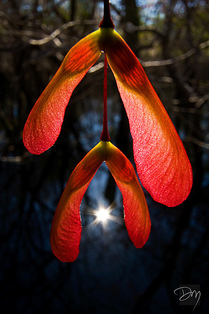 Maple Seeds