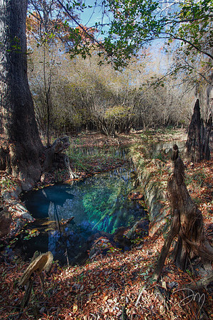 Gum Spring